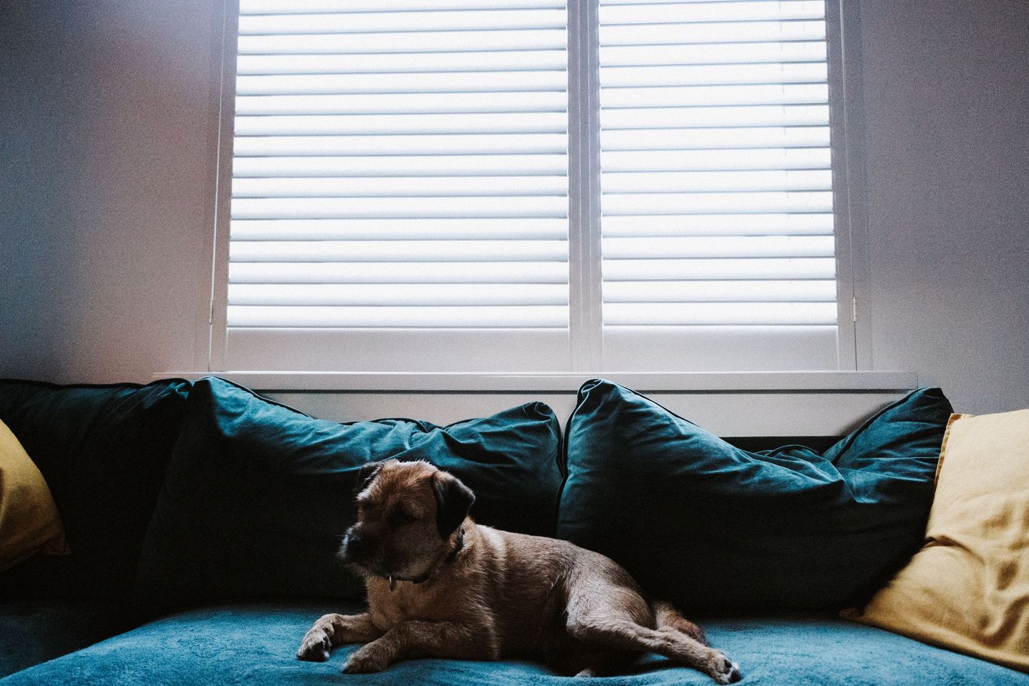 Brown dog sleeps peacefully on a teal couch near windows with white shutters in a bright living room.