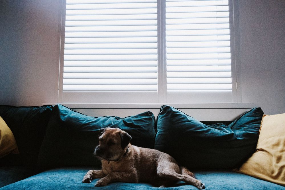 Brown dog sleeps peacefully on a teal couch near windows with white shutters in a bright living room.