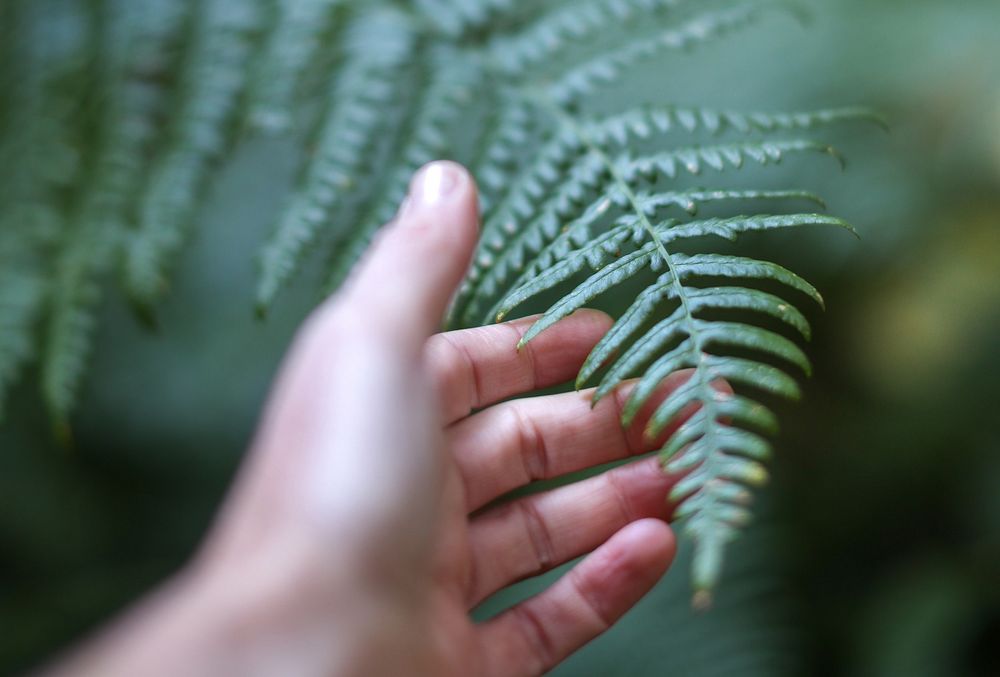 Close-up of a hand gently touching a delicate green fern leaf in a lush forest.