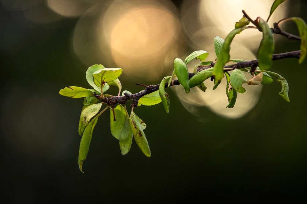 Close-up of fresh green leaves budding on a dark branch with golden bokeh background in soft spring light.