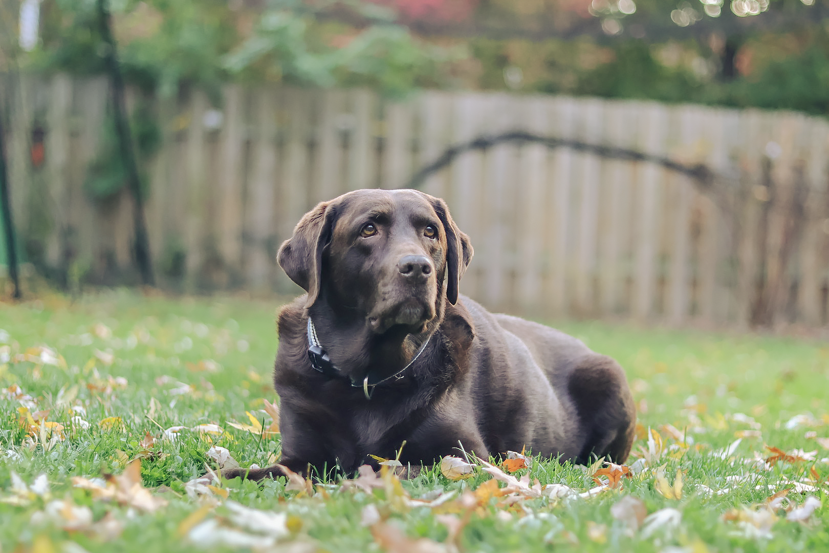 Portrait of a Chocolate Labrador Retriever named Hazel sitting in a yard with a blurred green background.