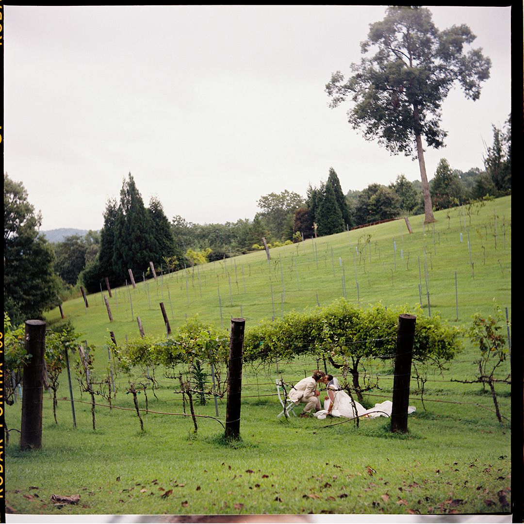 A panoramic view of rolling green hillsides with young fruit trees and wooden posts marking rows in an orchard setting.