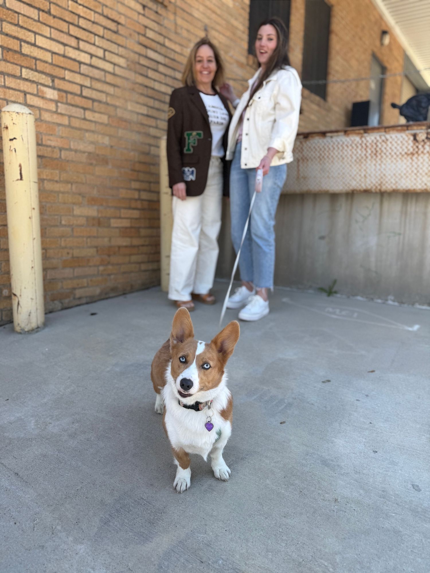 A corgi puppy sits playfully on a concrete floor near a brick wall with people standing in the background.