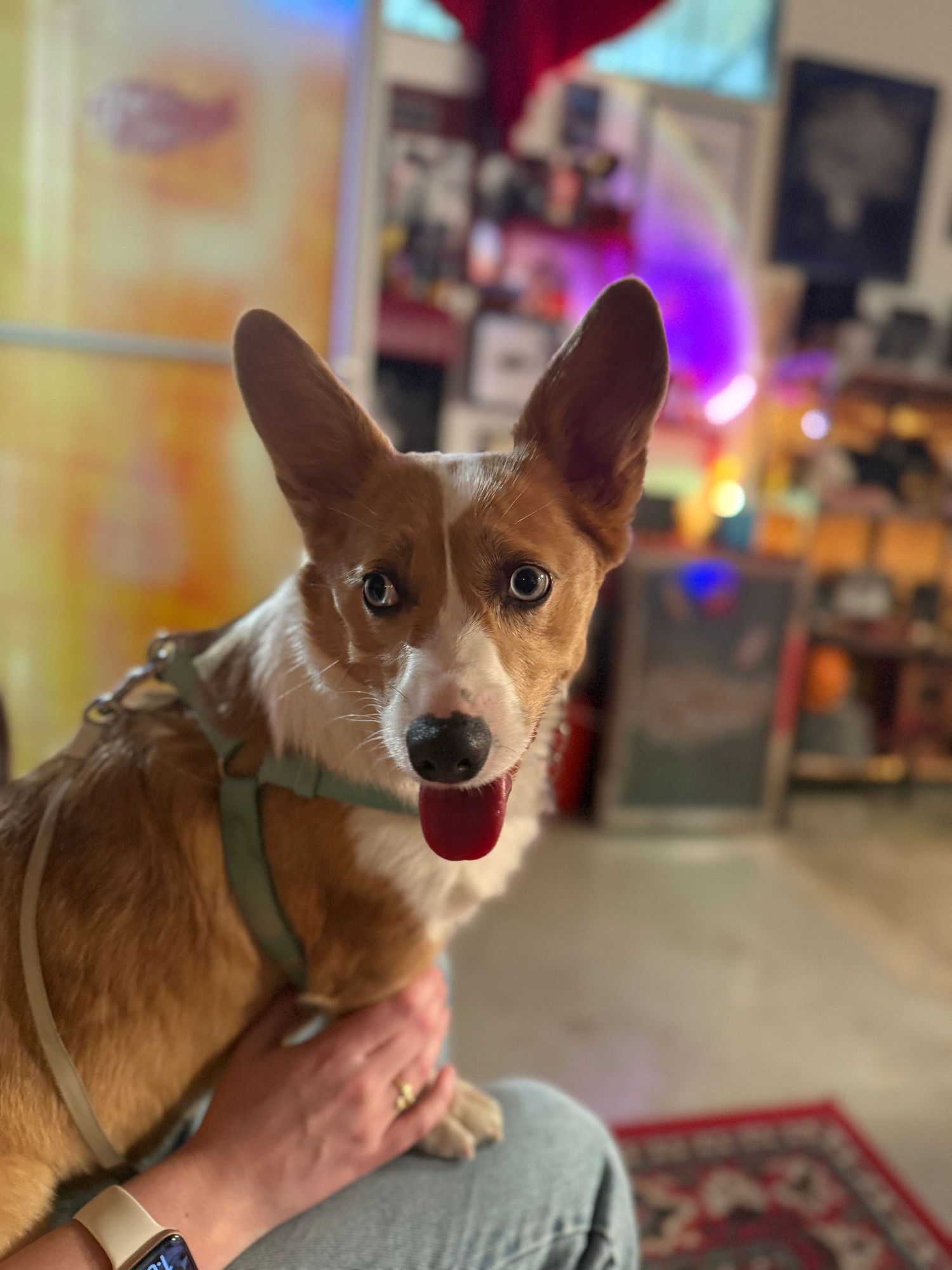 A brown and white Corgi dog wearing a green harness looks at the camera with bright colorful lights in the background.