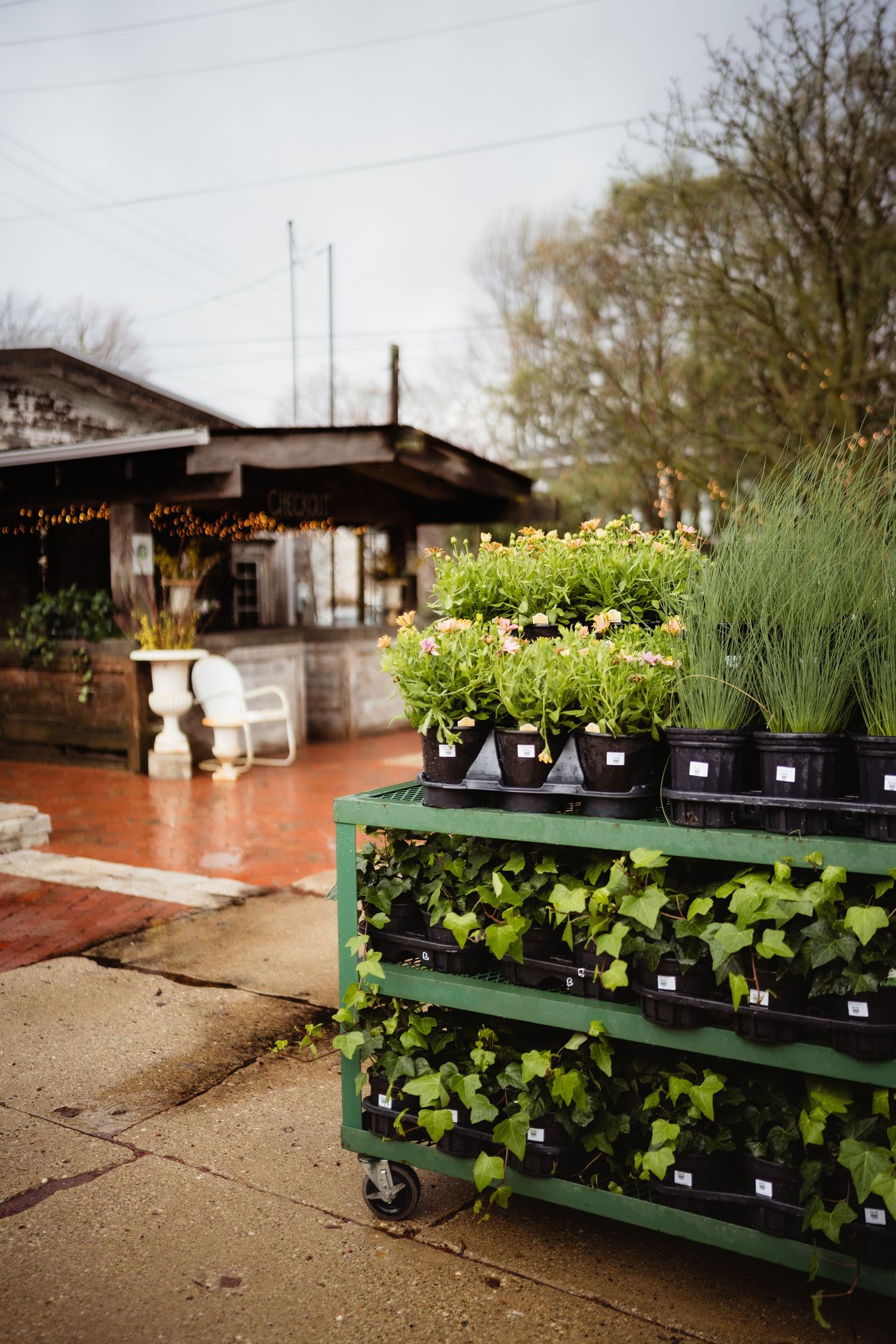 Outdoor plant nursery display with green shelving unit holding potted ivy, herbs, and flowers near a rustic garden shop.