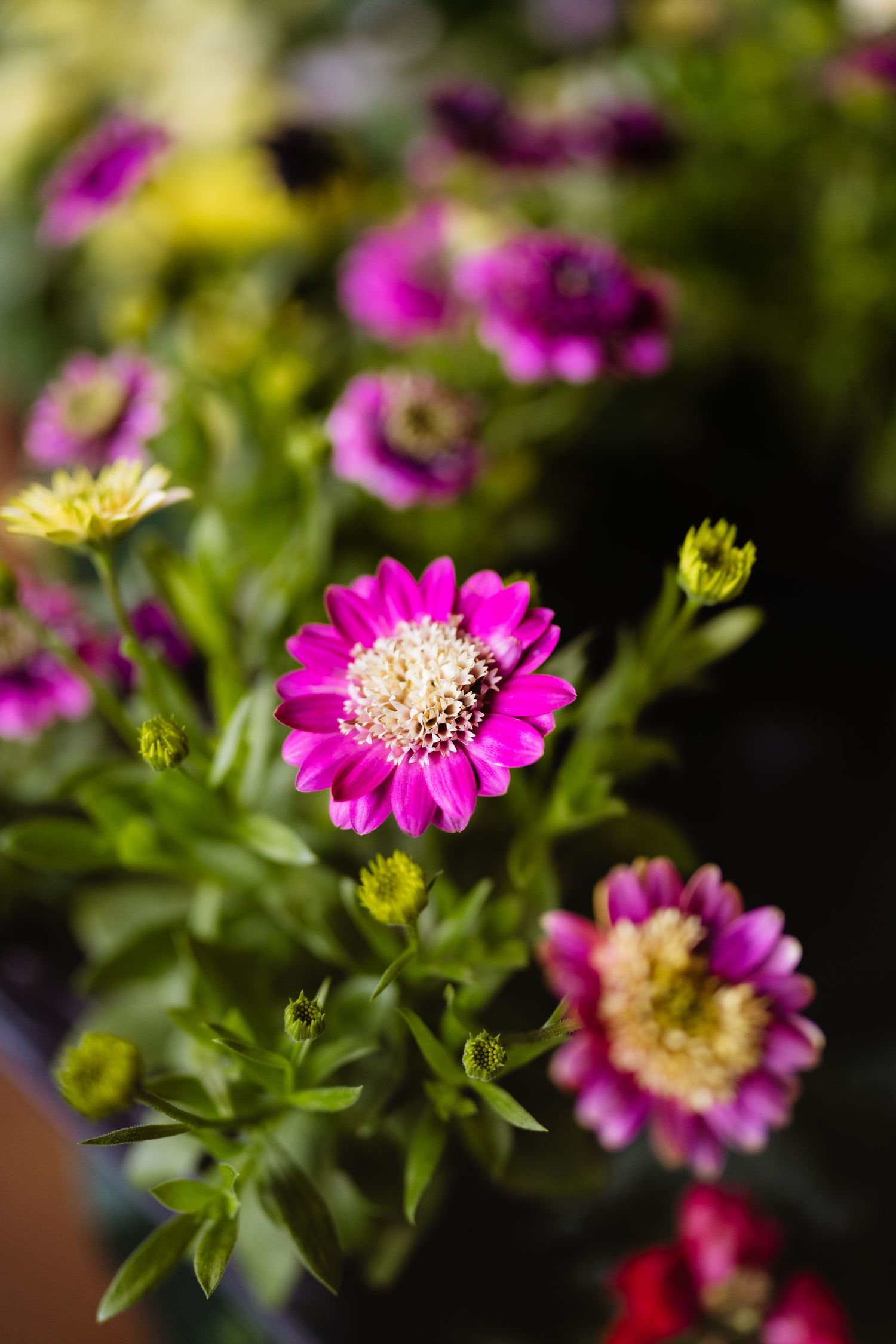 Vibrant pink Marguerite daisies in full bloom surrounded by lush green foliage in a garden setting.