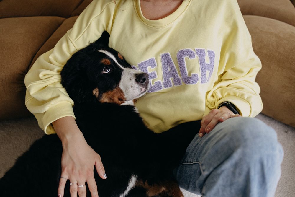 A black and white dog rests on a couch next to someone wearing a yellow sweatshirt with 'BEACH' text.
