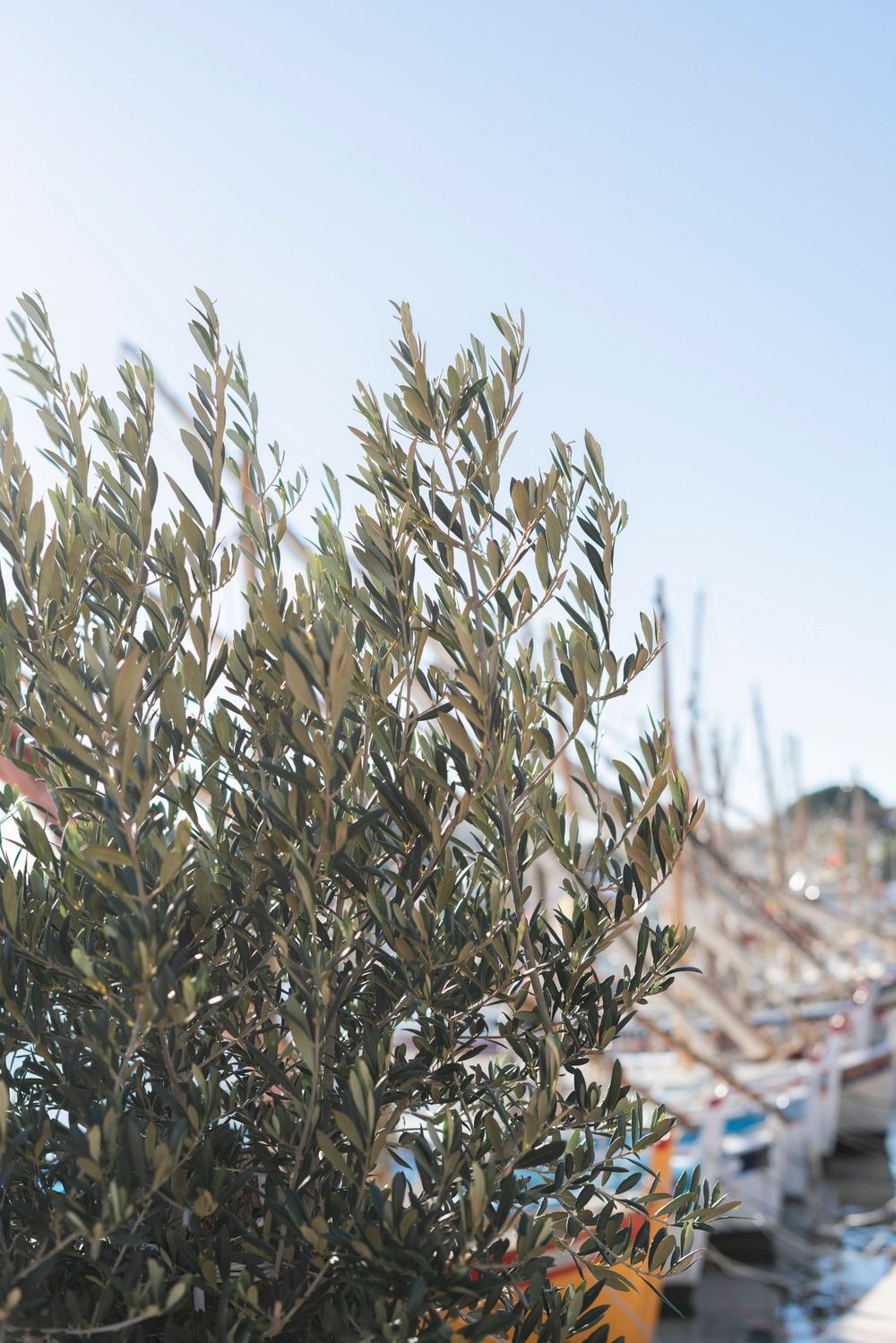 Olive tree branches with green leaves against a blurry harbor background with boats in soft focus.