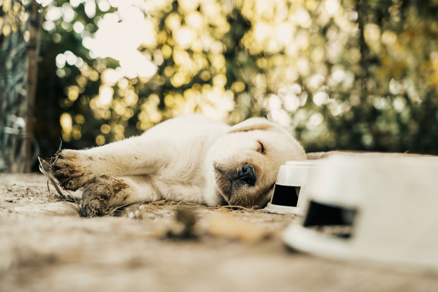 A cute golden retriever puppy lies on a wooden deck in dappled sunlight with a blurred nature background.