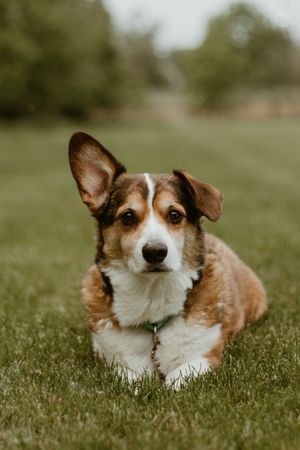 A brown and white Pembroke Welsh Corgi dog lies in green grass while looking at the camera with alert eyes.