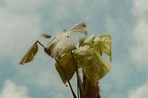 A small plant with green leaves grows upward against a cloudy blue sky background.