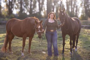 A group of brown horses grazing together in a sunlit pasture during golden hour.