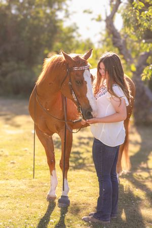 A chestnut horse stands in a sun-dappled field with golden light filtering through trees in the background.