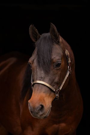 A sequence of close-up portraits showing a dark bay horse's head against a black background.