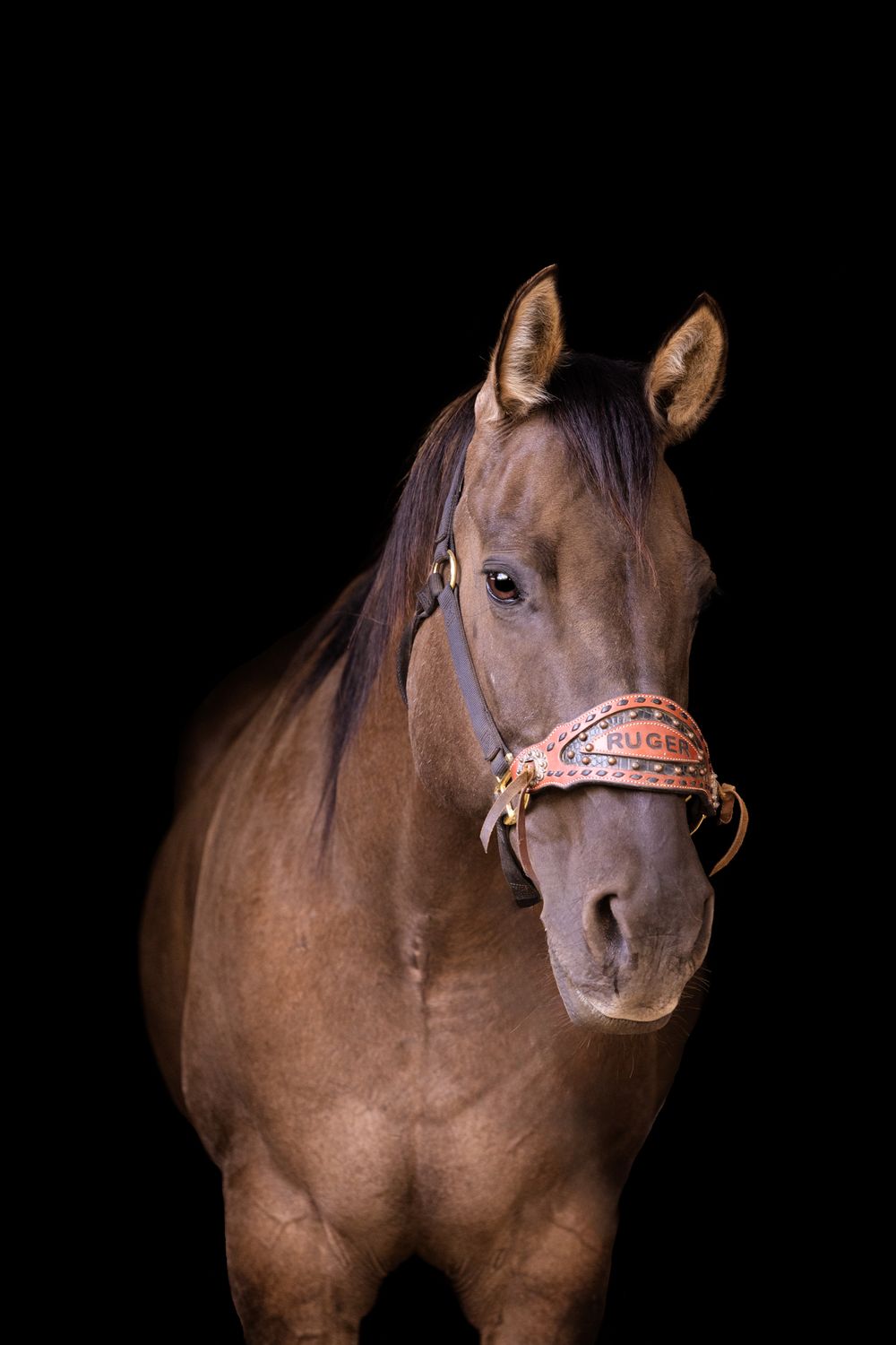 A brown horse with alert ears wearing a decorative red halter poses against a black background in a studio portrait.