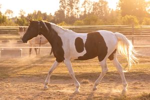 A black and white paint horse walks gracefully through a dusty paddock at sunset with golden light behind it.