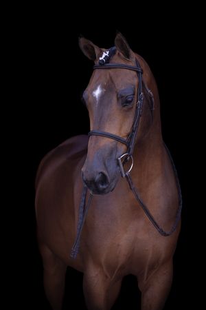 A chestnut horse with a black bridle photographed from various angles against a dark backdrop.
