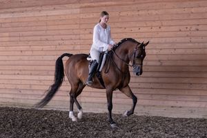 Equestrian rider performs dressage movements with bay horse in indoor arena with wooden paneled walls.
