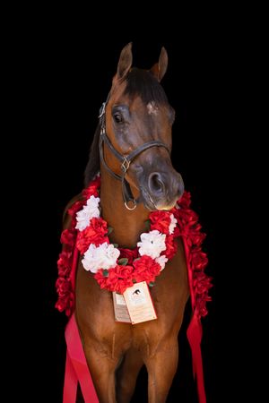 Award-winning bay horse wearing red and white floral lei with ribbon, posed against black background.
