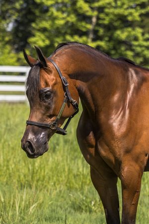 A muscular bay horse wearing a black halter stands in a green pasture with a white fence and trees behind.