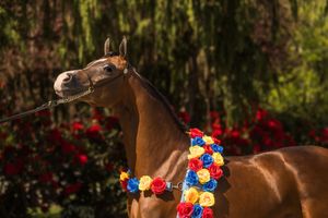 A majestic bay Arabian horse adorned with colorful red, blue, and yellow rose garland poses against vibrant red roses.