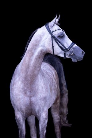 A series of artistic black and white photographs showing different angles of a majestic white horse against a dark background.