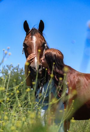 A beautiful brown horse with a white blaze stands in a sunny meadow with tall grass while being affectionately greeted.