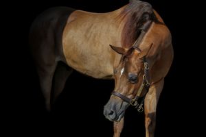 Brown horse wearing bridle and tack stands in profile against dark background.