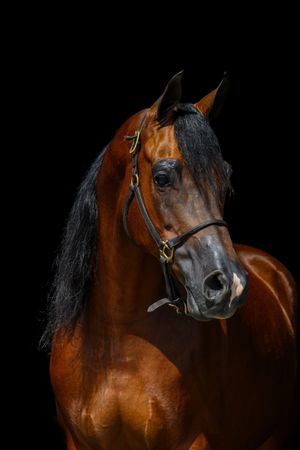 Portrait of a majestic bay horse with black mane wearing a bridle against dark background.