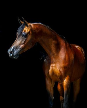 A majestic bay horse with a sleek coat stands against a dark background, its profile illuminated with dramatic lighting.