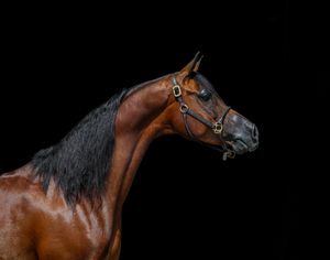 A bay horse with black mane stands against a dark background in dramatic studio lighting.