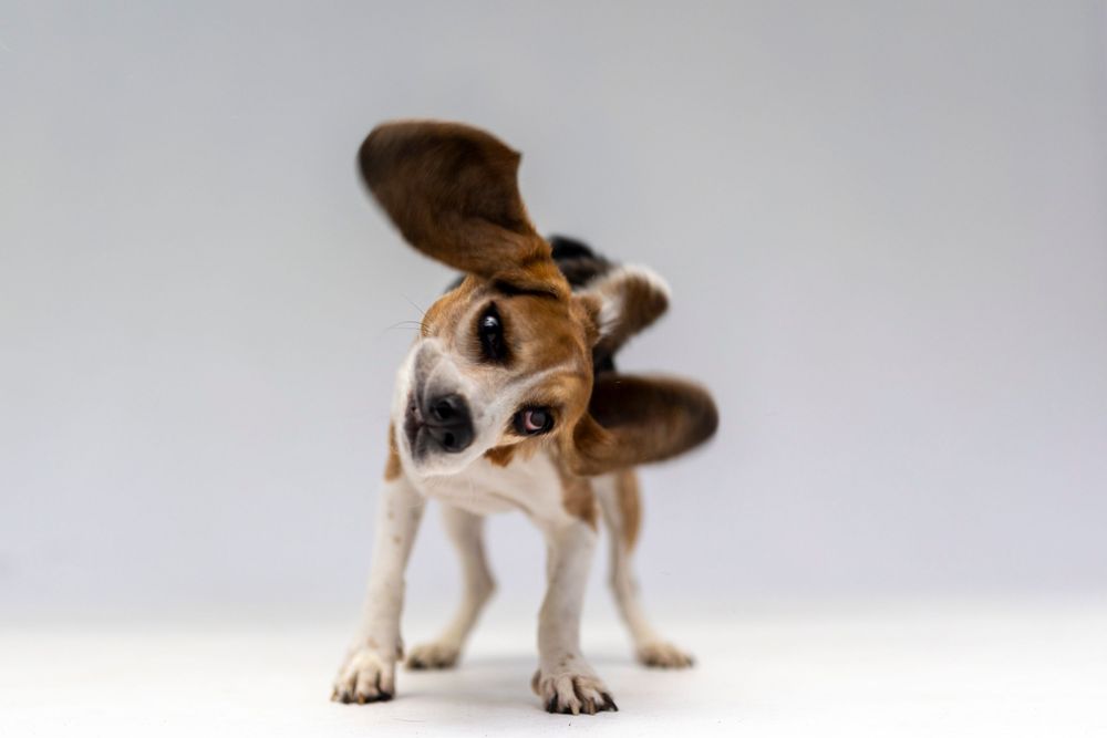 Un adorable cachorro de beagle sacude la cabeza con sus orejas caídas al viento, capturando la energía juguetona y la alegría canina