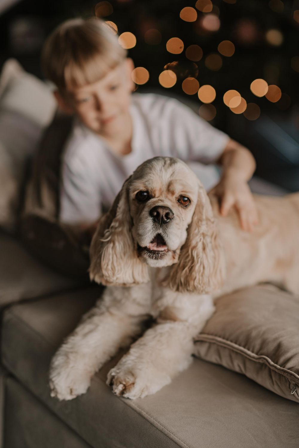 A cozy scene of a white Cocker Spaniel dog lounging on a beige couch with soft bokeh lights in the background.