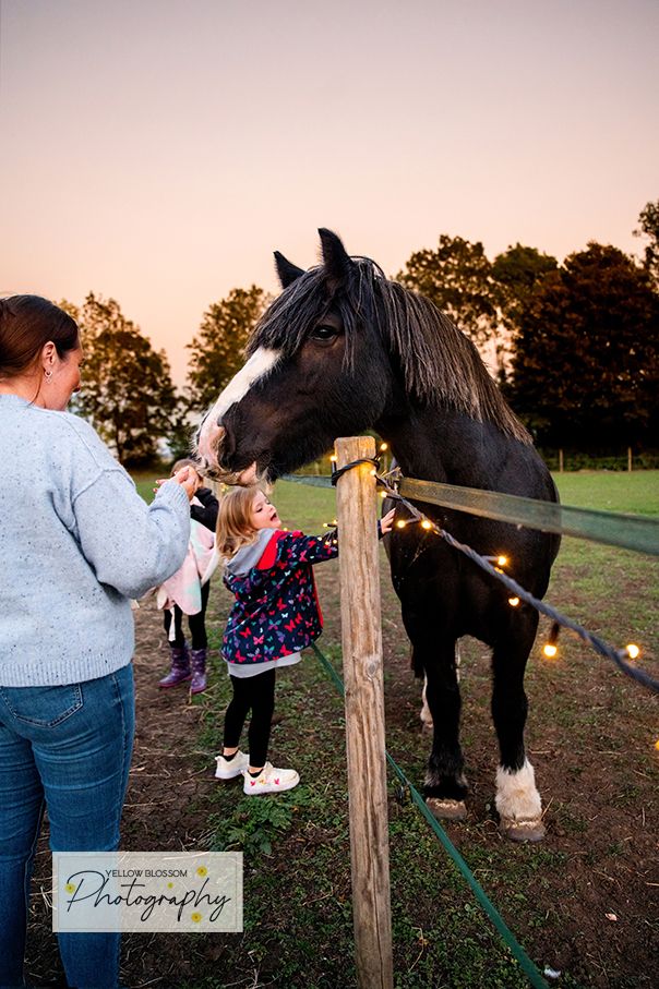 A series of photos showing a black horse being petted and interacting with people at a wooden fence during sunset.