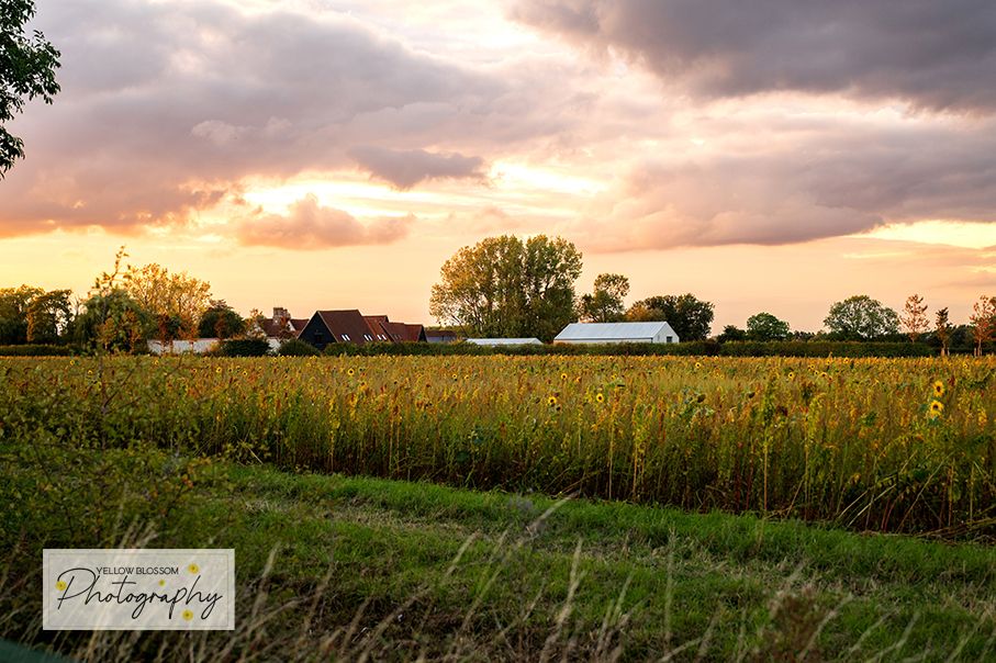 Moody sunset landscape over farm fields with dark clouds and warm evening light casting long shadows.