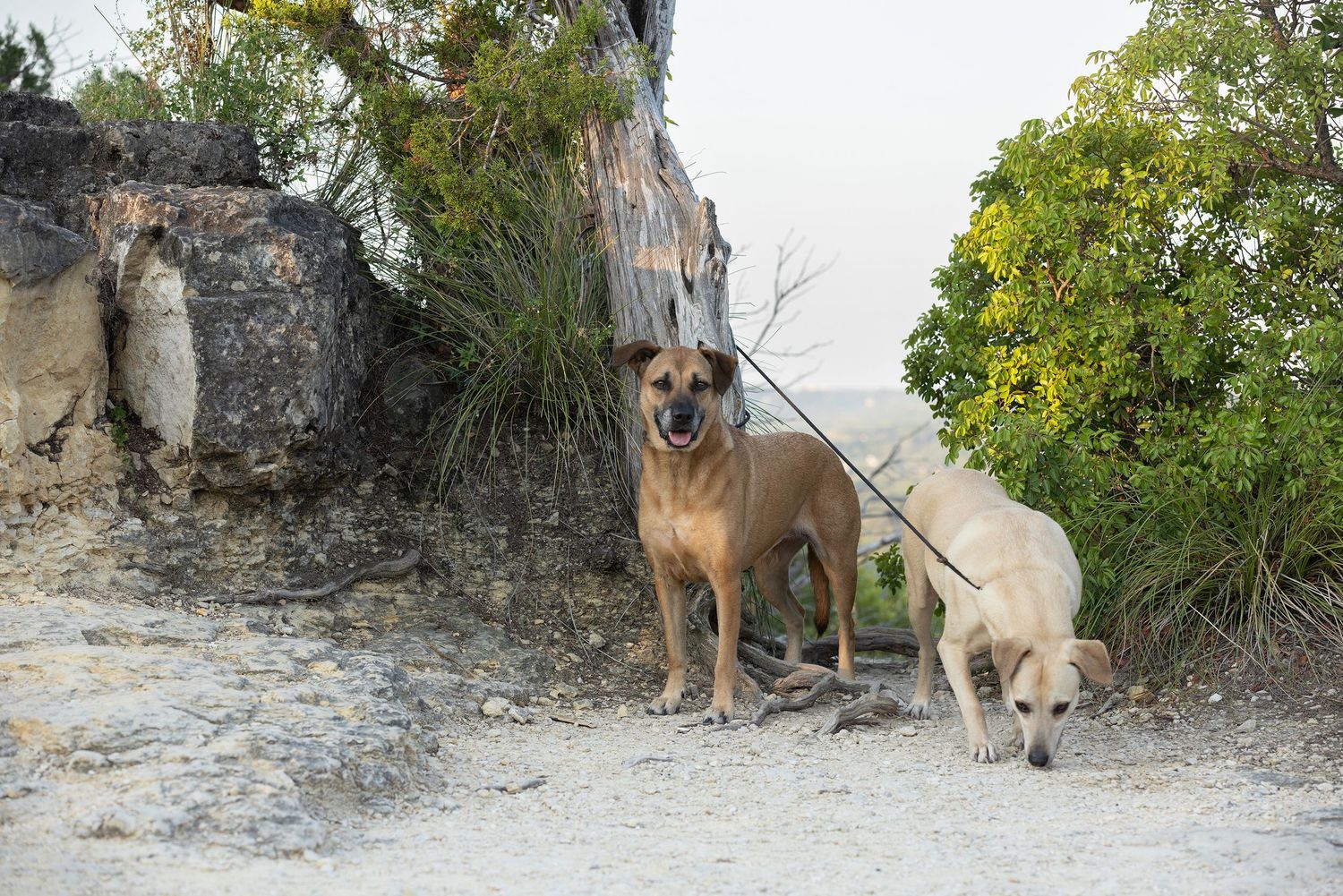 Brown Labrador Retriever stands alert on rocky terrain with green foliage in the background, while his sister sniffs the ground.