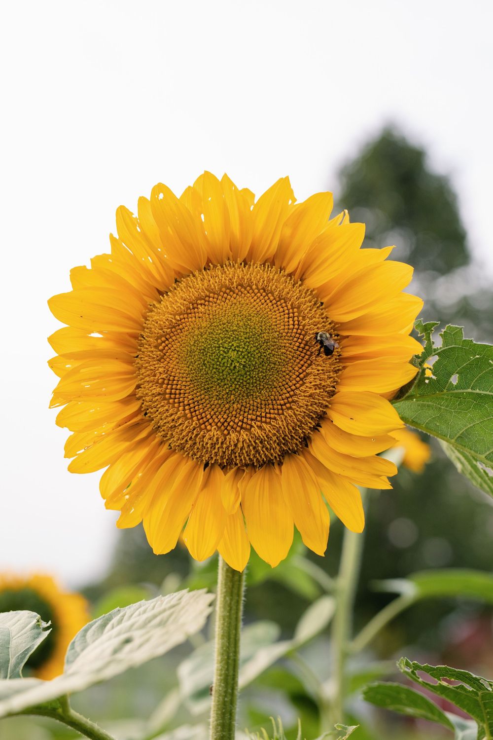 A bright yellow sunflower in full bloom with a bee collecting pollen at First Roots Farm in Oconomowoc WI