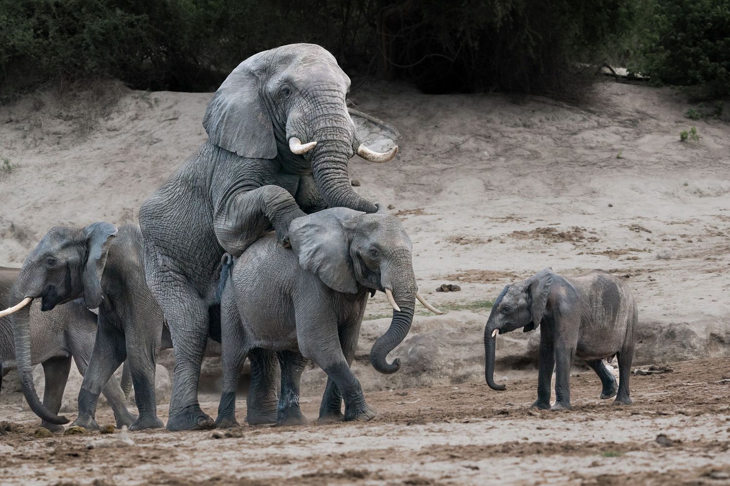 Herd of African elephants walking together through dusty terrain in natural habitat.