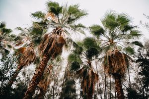Tall palm trees with fronds stretching upward against a cloudy sky 
Magas, felfelé kúszó pálmafák a felhős előtt