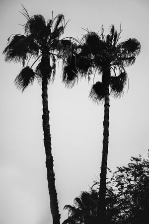 Black and white silhouette of two tall palm trees with feathered fronds against a light sky.