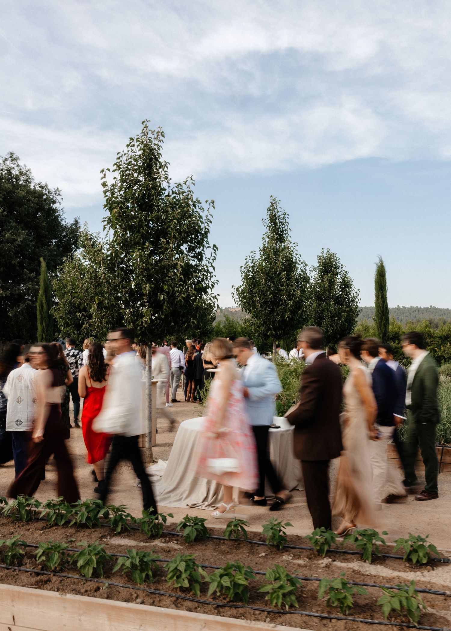 A wedding party walks in a line outdoors along a garden path with cypress trees and cloudy sky in the background.