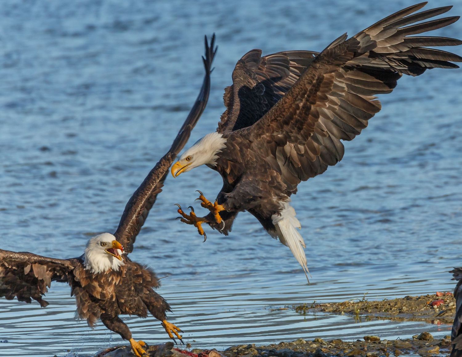 Bald Eagle