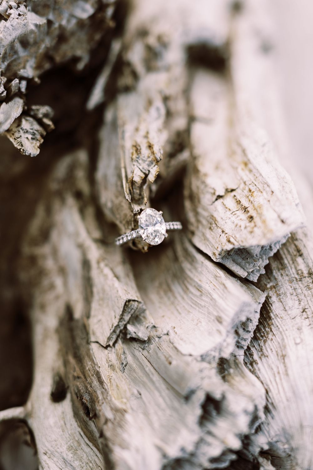 A sparkling diamond engagement ring nestled on textured driftwood in a delicate macro shot.