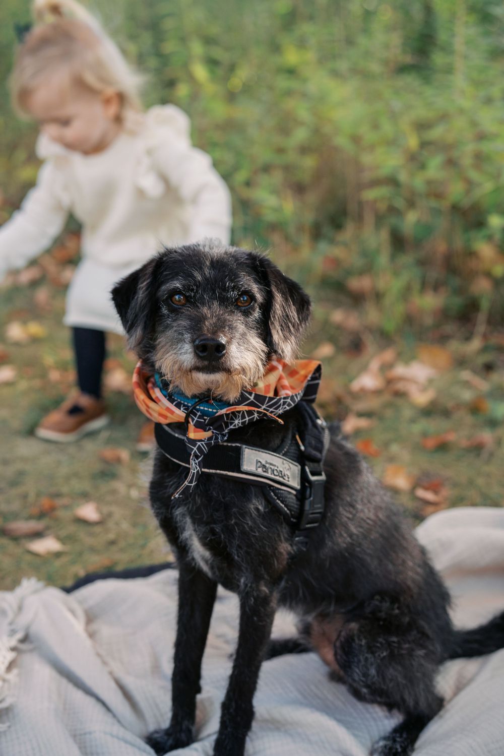 A black scruffy dog wearing a harness sits on a blanket while a child plays in the background.