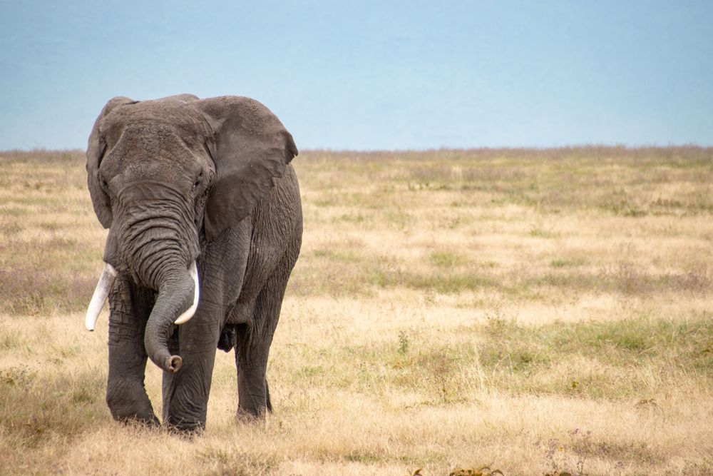 One of my favourite trips -  Africa.