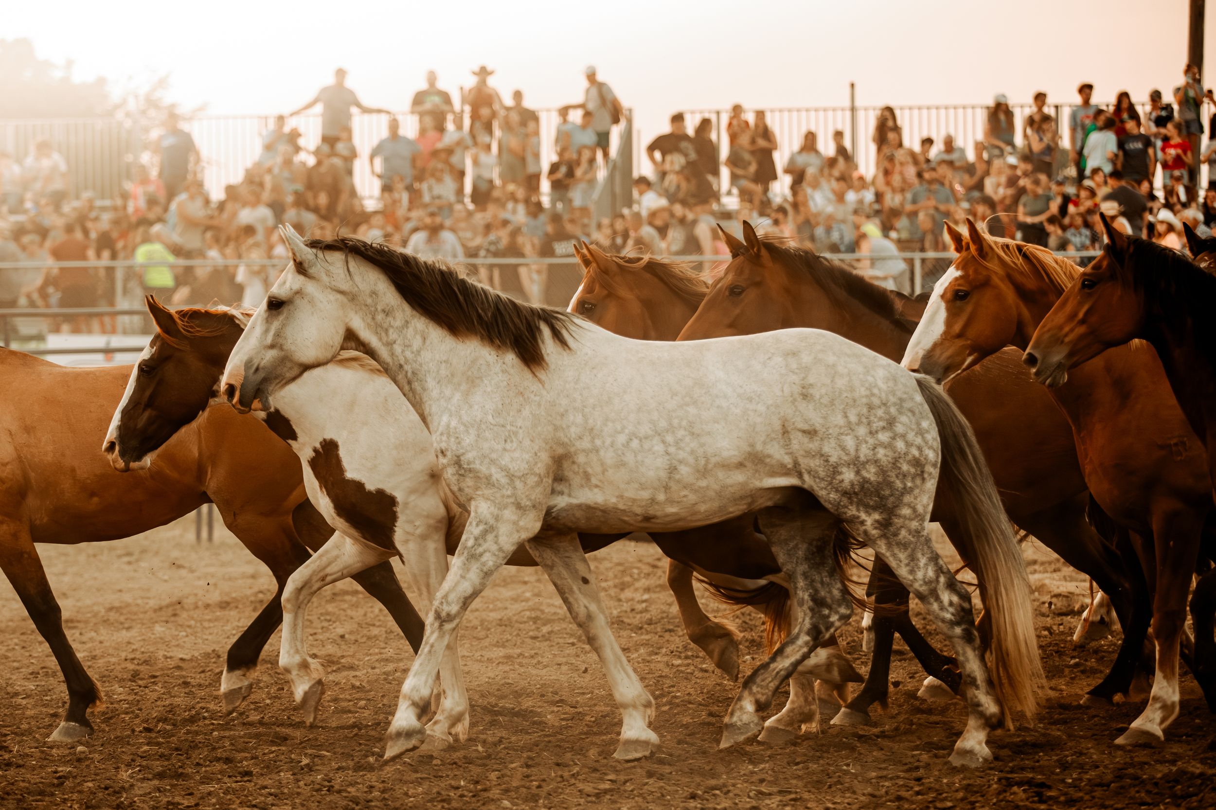 A sepia toned panoramic photograph shows a herd of horses and cowboys in an old American Western scene.
