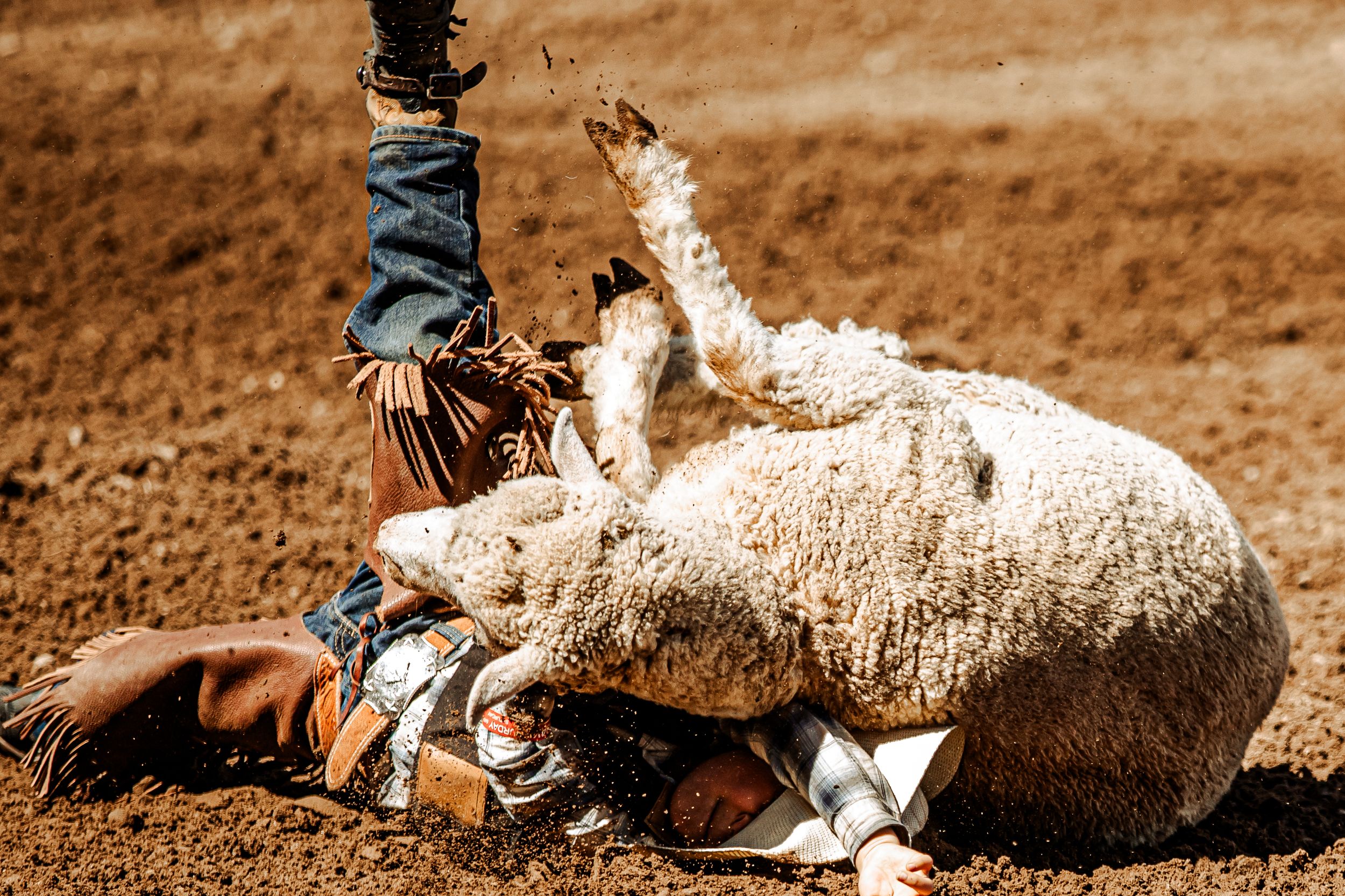 A sheep is being sheared in multiple stages showing the wool removal process from start to finish.