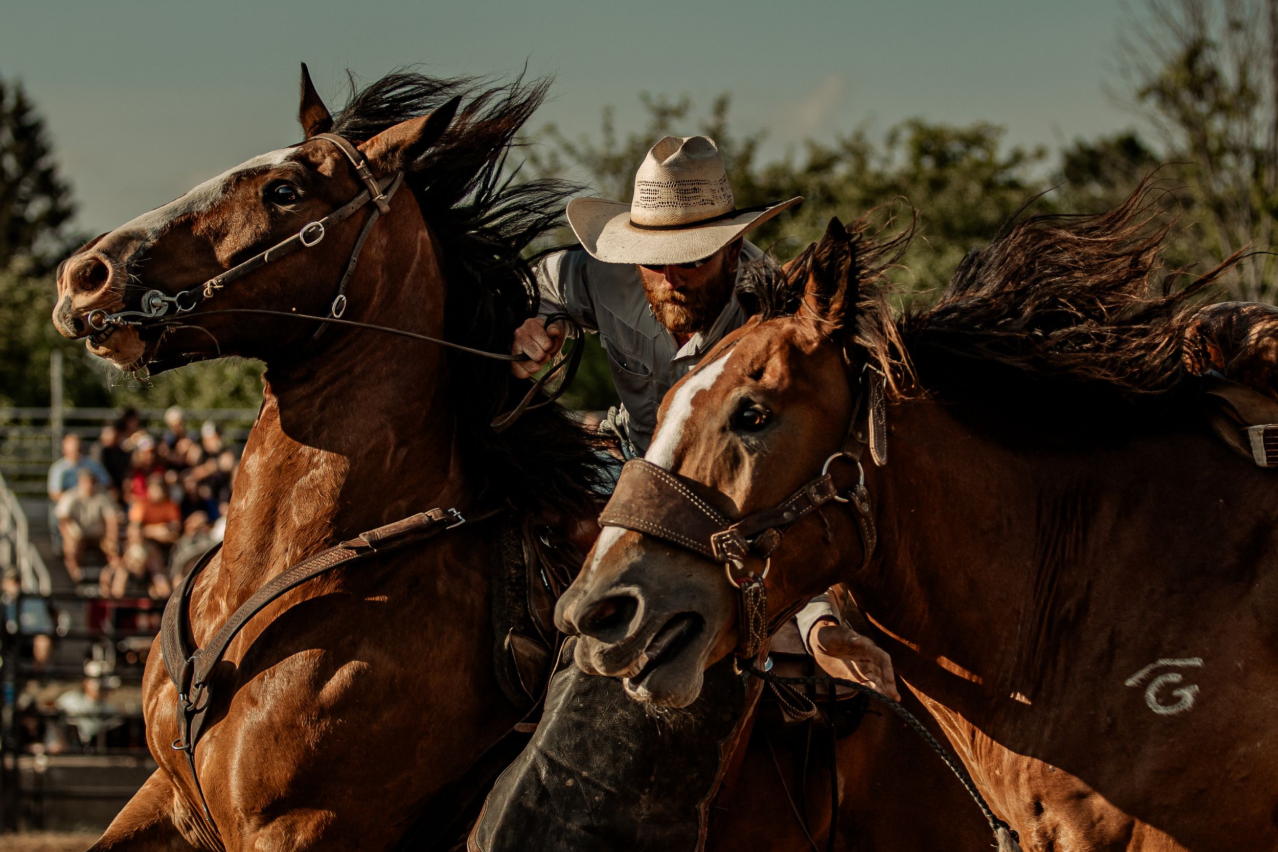 Action shot of two brown horses racing in a rodeo event with a crowd visible in the background.