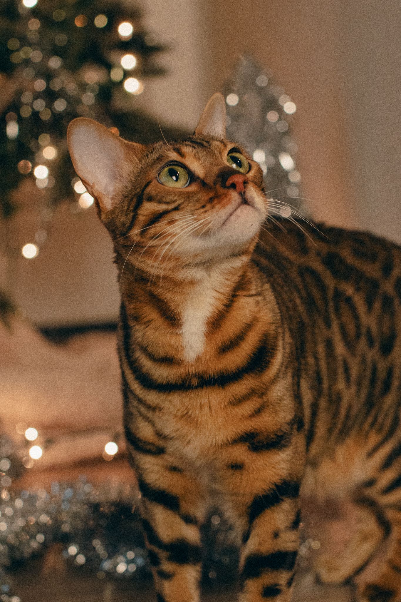 Bengal cat with striped fur gazing upward near a Christmas tree with twinkling bokeh lights in the background.