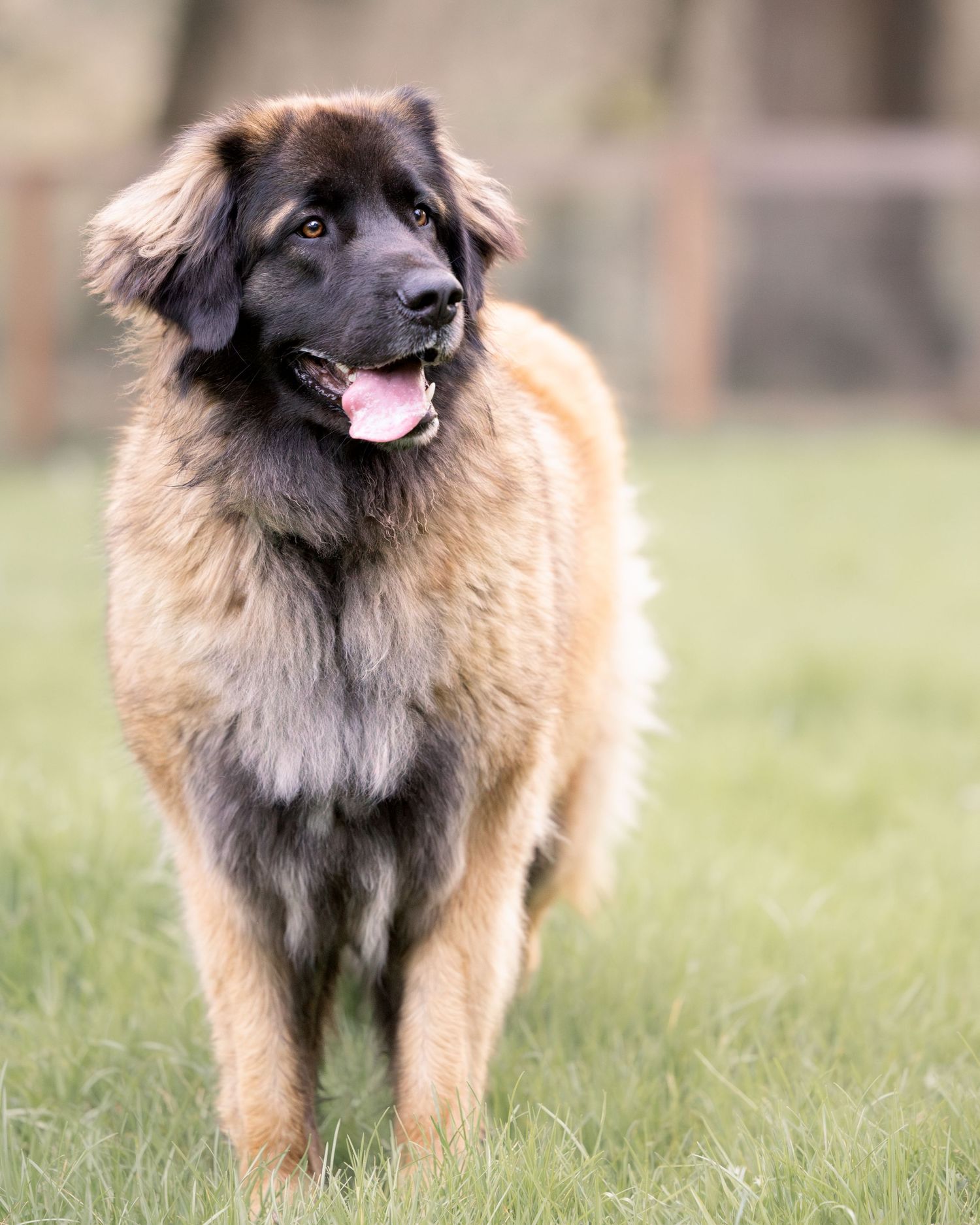 Outdoor portrait of a Leonberger in Lake Oswego, Oregon. Outdoor dog photography session. Copyright Amanda Barr Photography.